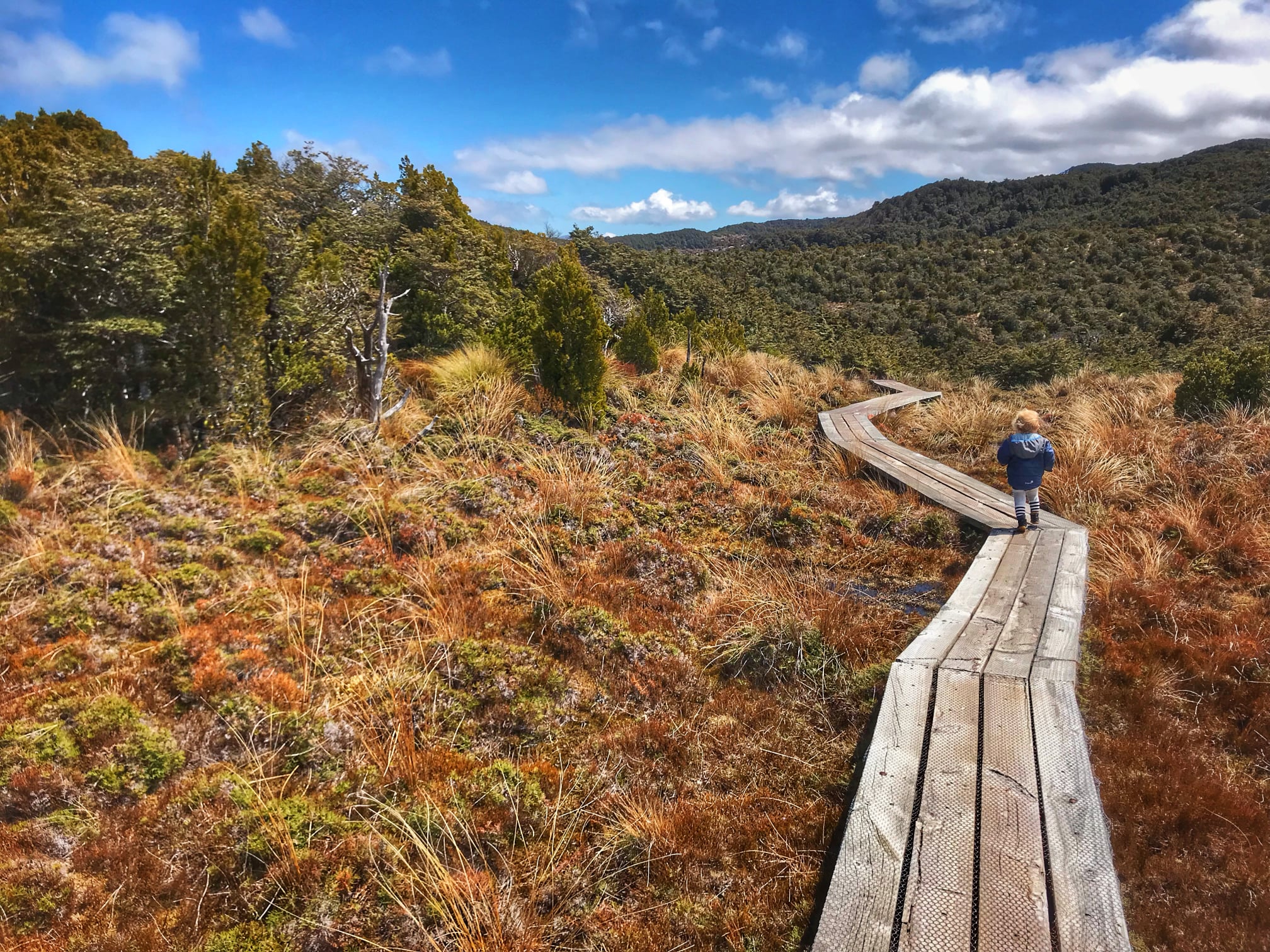 Child walking along a boardwalk through tussock and native bush